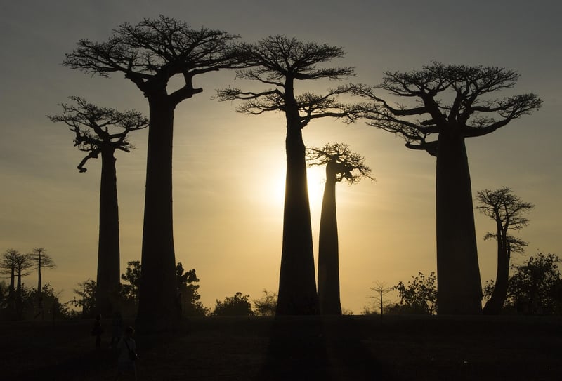 Baobab Tree