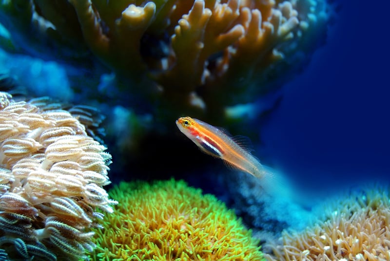 Underwater Fantasy Aquarium