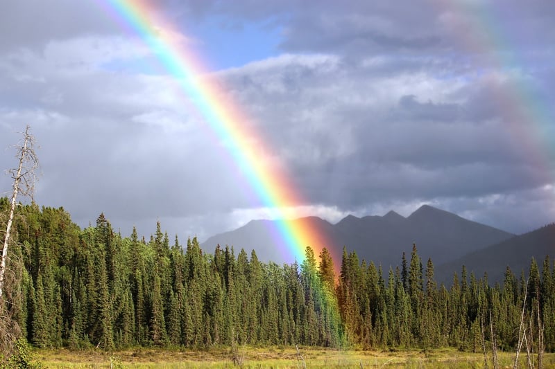 Rainbow Garden